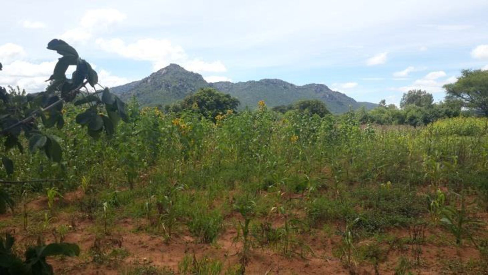 Farmland at Kitapilimwa with hills behind